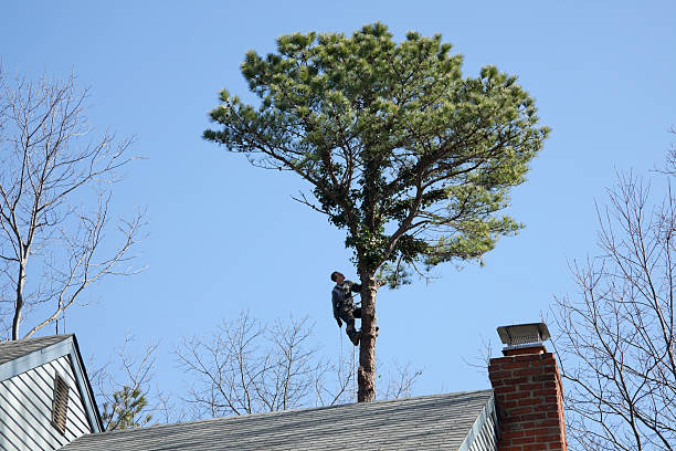 Best Root Management and Removal  in Alturas, CA