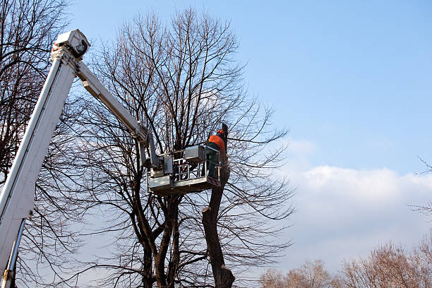 Best Arborist Consultation Services  in Alturas, CA